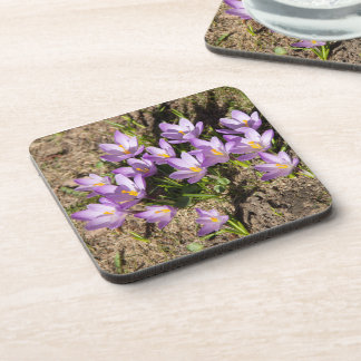 Dessous-de-verre Crocus de printemps mignons