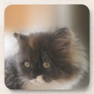 Dessous-de-verre Cute chat