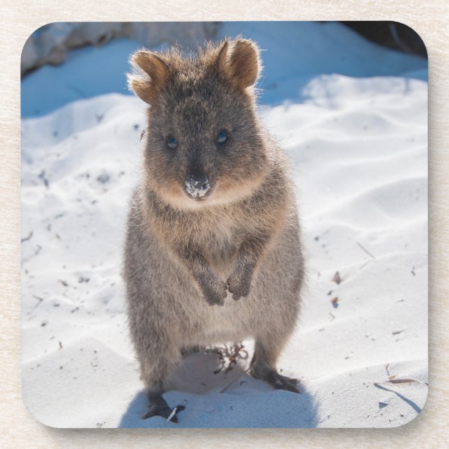 Dessous-de-verre Cute et heureuse Quokka sur la plage en Australie (Devant)