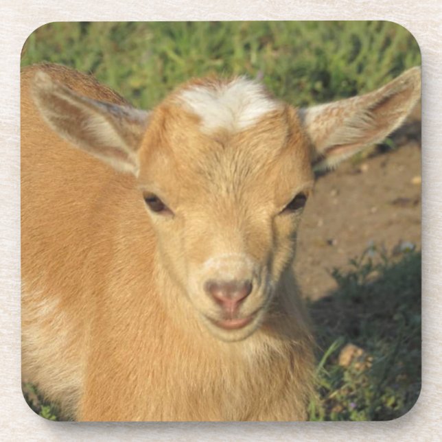 Dessous-de-verre Cute Gold Nigerian Dwarf chèvre laitière enfant (Devant)