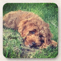 Cute Golden Doodle Beverle Coaster