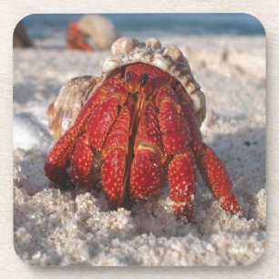 Dessous-de-verre Cute Hermit Crabe sur White Sandy Beach Closeuse