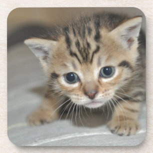 Dessous-de-verre Cute Young Kitten