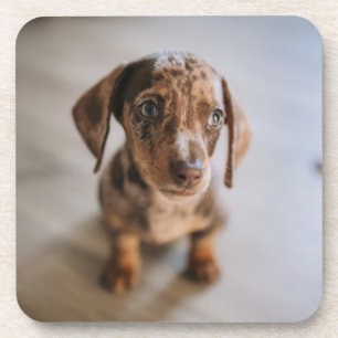 Dessous-de-verre Cutest Baby Animals Brown Dachshund Puppy