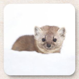 Dessous-de-verre Cutest Baby Animals Pine Marten
