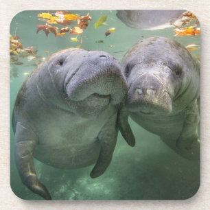 Dessous-de-verre Cutest Baby Animals Two Manatees