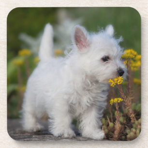 Dessous-de-verre Cutest Baby Animals West Highland White Terrier