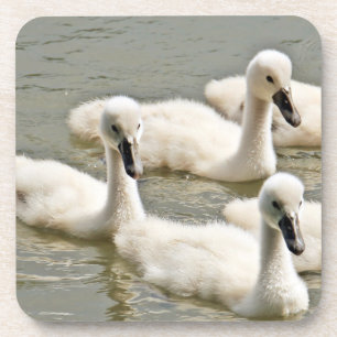 Dessous-de-verre Cygnets de cygne nager