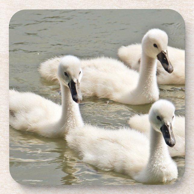 Dessous-de-verre Cygnets de cygne nager (Devant)
