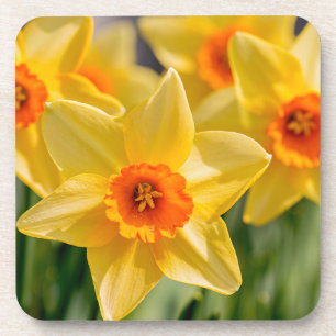 Dessous-de-verre Daffodiques de printemps