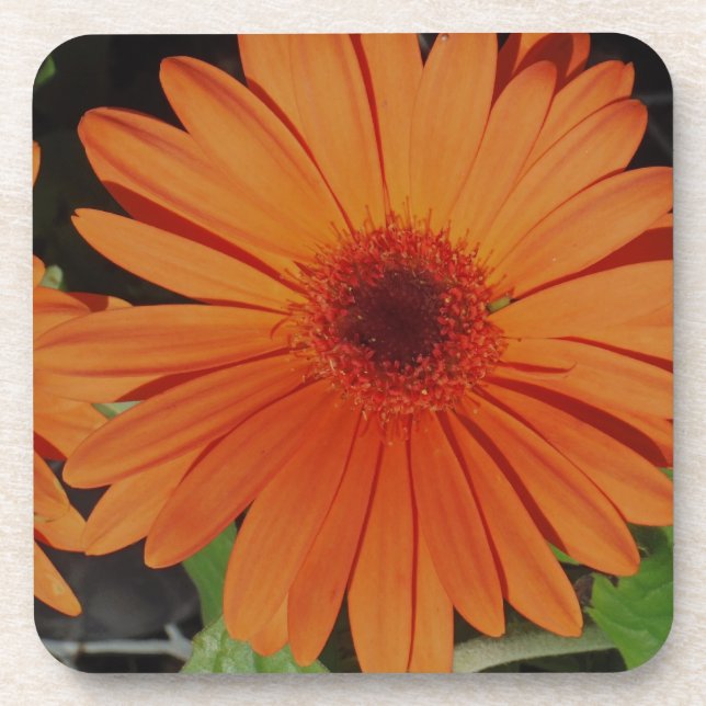 Dessous-de-verre Daisie orange de marguerite de gerbera de Gerber (Devant)