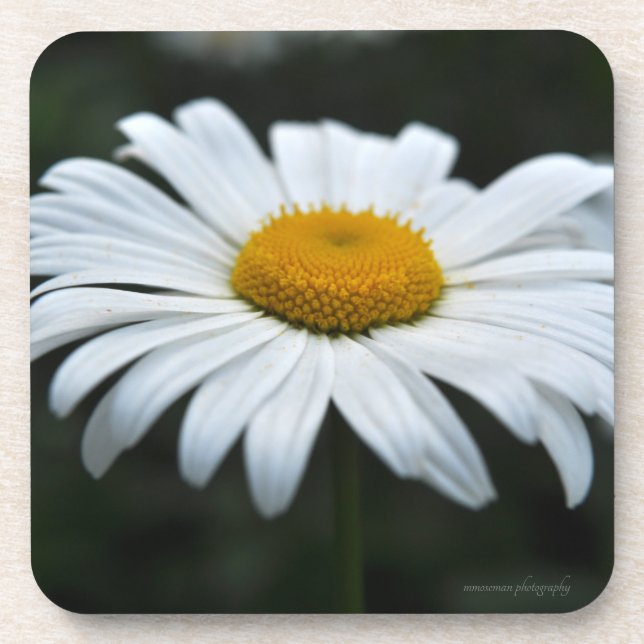 Dessous-de-verre Daisy - Face vers le haut (Devant)