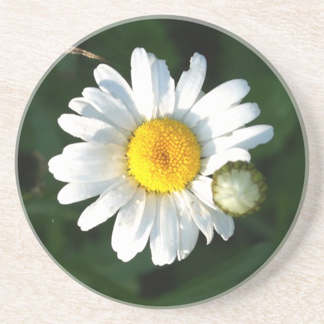 Dessous de verre Daisy Photo Sandstone Drink (Devant)