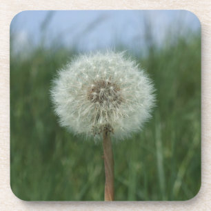 Dessous de verre Dandelion