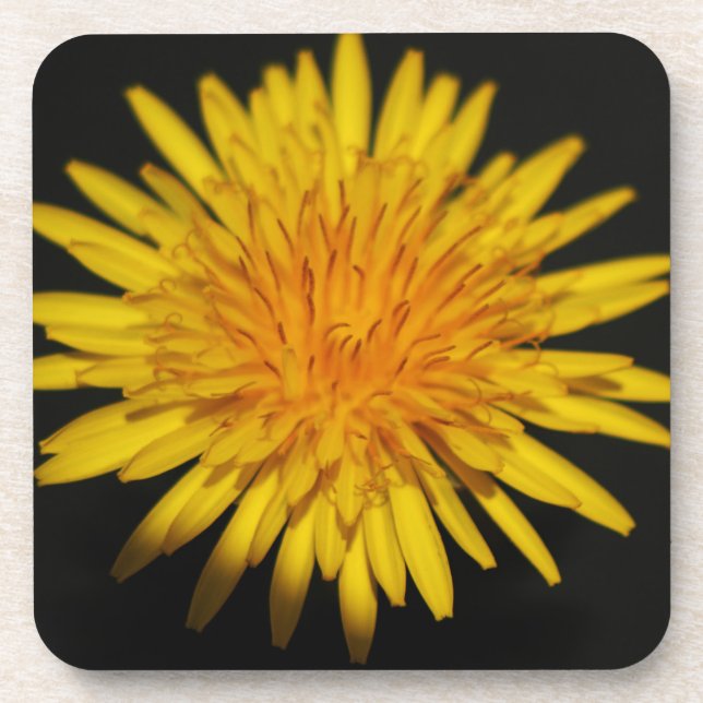 Dessous-de-verre Dandelion Flower coastercna (Devant)