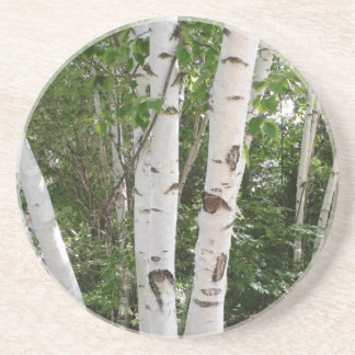 Dessous de verre d'arbre de bouleau
