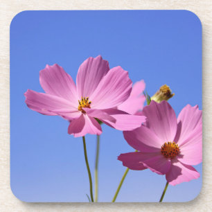 Dessous-de-verre de belles fleurs roses serrant un ciel bleu clair