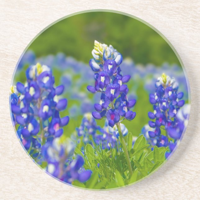 Dessous de verre de Bluebonnet de Texas (Devant)