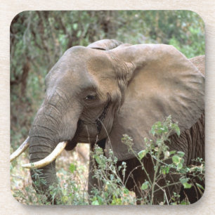 Dessous de verre de boisson éléphant