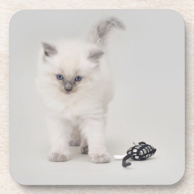 Dessous de verre de chaton de Ragdoll de Bluepoint (Devant)