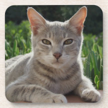 Dessous de verre de chats gris