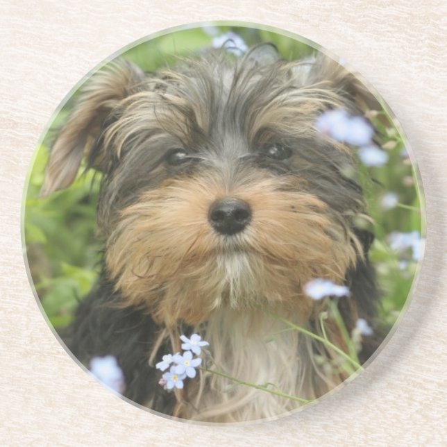 Dessous de verre de chien de York Terrier (Devant)