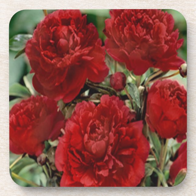 Dessous de verre de fleurs de carnation rouge (Devant)