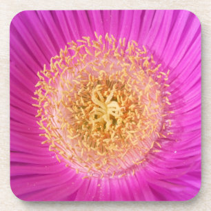 Dessous de verre de fleurs rose vif