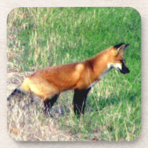 Dessous de verre de Fox rouge