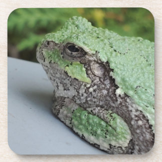 Dessous de verre de grenouille arborescente