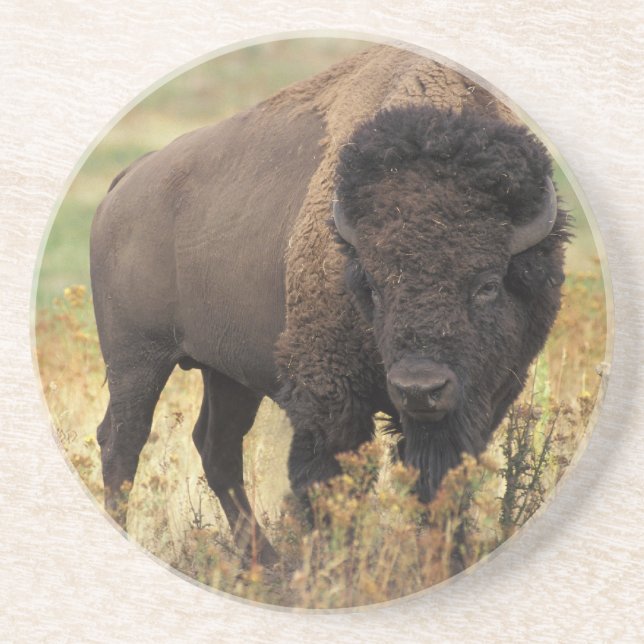 Dessous de verre de grès de bison américain (Devant)