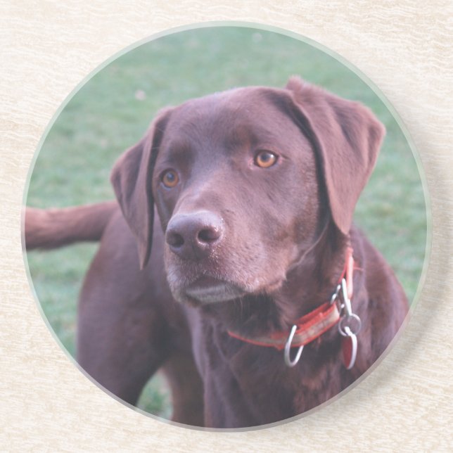 Dessous de verre de Labrador de chocolat (Devant)