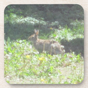 Dessous de verre de lapin sauvage - Ensemble de 6