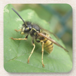 Dessous de verre de macros Hoverfly