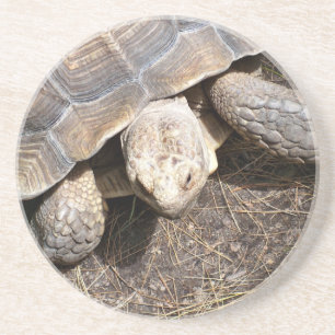 Dessous de verre de tortue