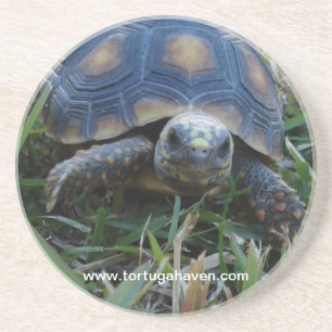 Dessous de verre de tortue de Rouge-Pied