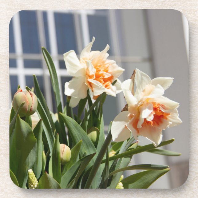 Dessous-de-verre Délicat mignon daffodils printemps (Devant)