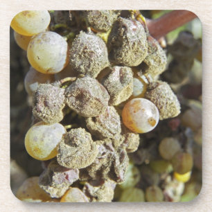 Dessous-de-verre Des raisins sémillon à la pourriture noble. au mom