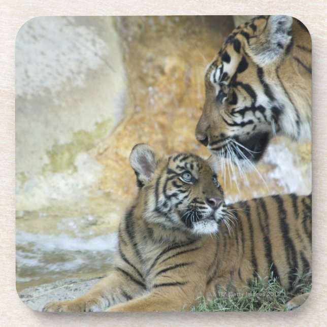 Dessous-de-verre Détente de tigres de Bengale (Devant)