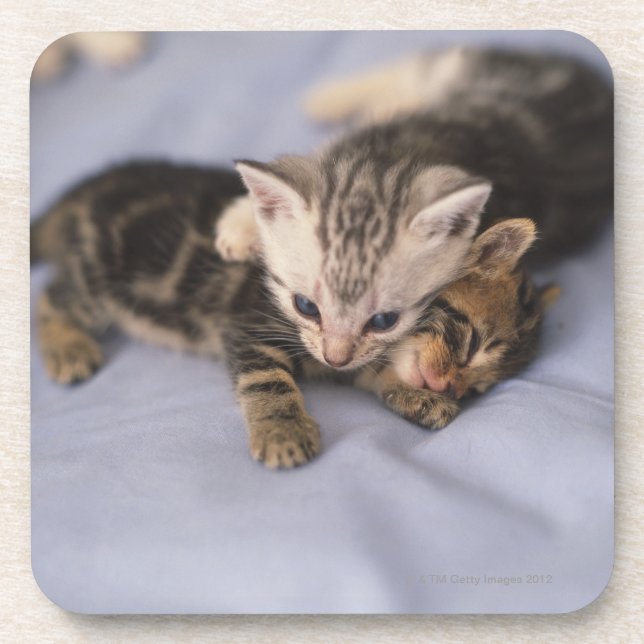 Dessous-de-verre Deux chatons (Devant)