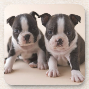 Dessous-de-verre Deux chiots de Boston Terrier
