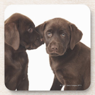 Dessous-de-verre Deux chiots de labrador retriever de chocolat