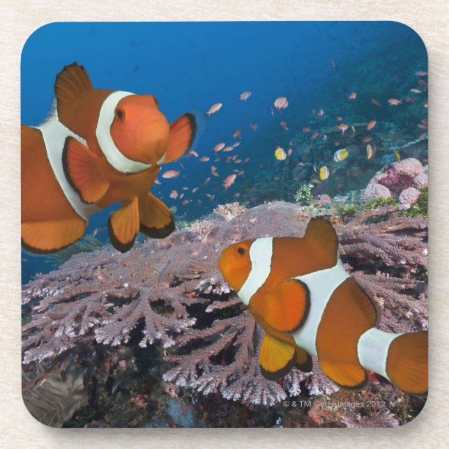 Dessous-de-verre Deux Clownfish (Devant)