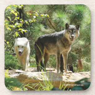 Dessous-de-verre Deux loups gris dans la forêt