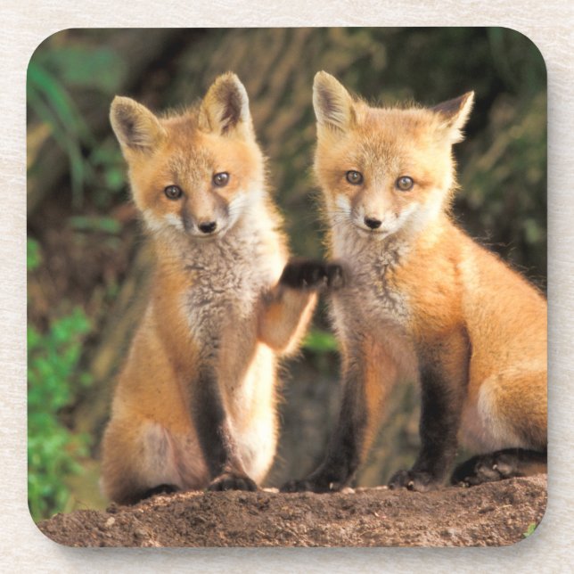 Dessous-de-verre Deux Pups Red Fox devant leur Den (Devant)