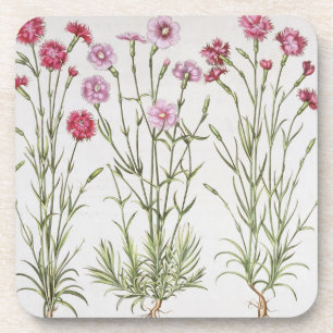 Dessous-de-verre Diverses variétés d'oeillets, du 'Hortus Ey