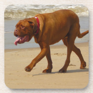 Dessous-de-verre dogue de bordeaux