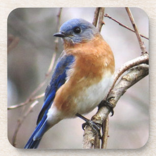 Dessous de verre d'oiseau bleu