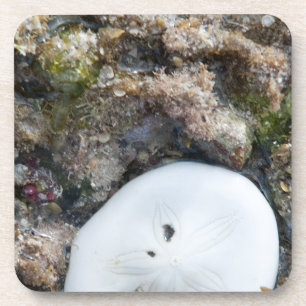 Dessous-de-verre Dollar du sable dans le Fiji Reef à Low Tide