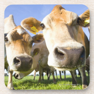 Dessous-de-verre Dorset, R-U